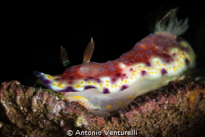 Goniobranchus collingwoodi nudibranch_February 2024
(Can... by Antonio Venturelli 